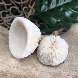 (2) Real Mushroom Cap Corals Lot Beach Nautical Coastal Collecting DIY Crafting